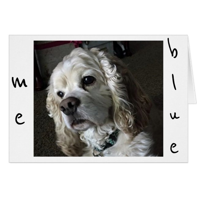 LE COCKER SPANIEL EST "BLEU" SANS "VOUS" (Devant horizontal)