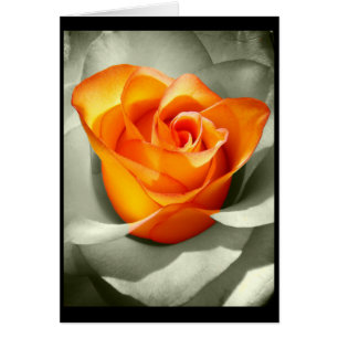 Le coeur d'une rose