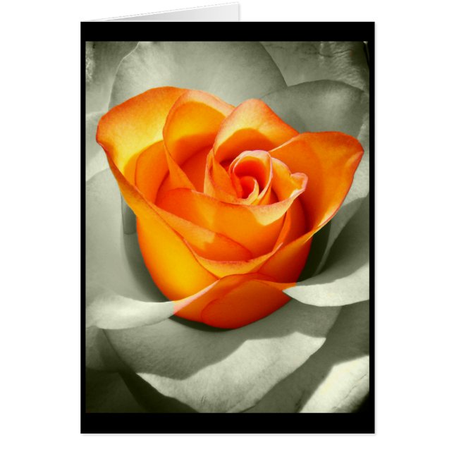 Le coeur d'une rose (Front)