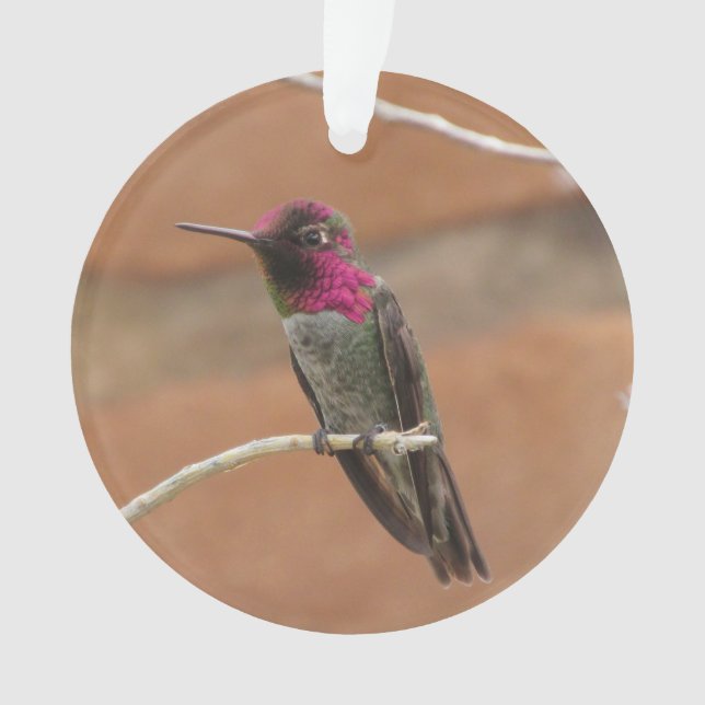Le colibri d'Anna (devant)