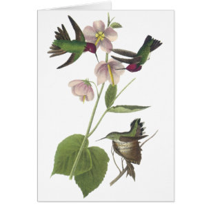 Le colibri d'Anna, James Audubon