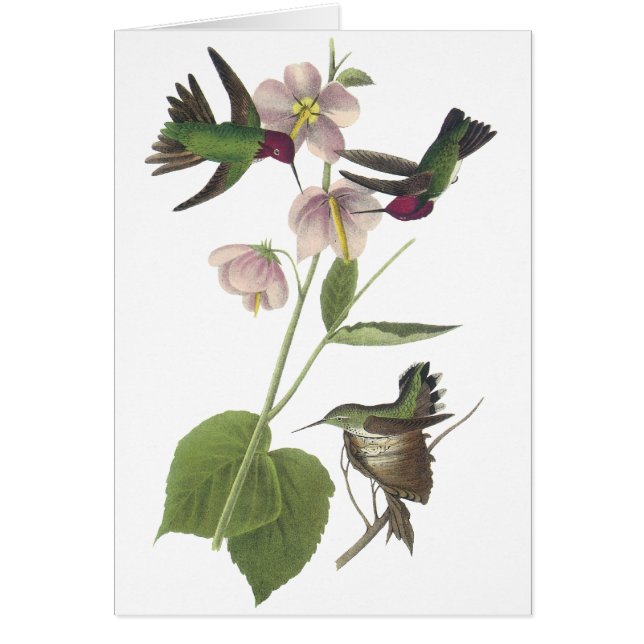 Le colibri d'Anna, James Audubon (Devant)