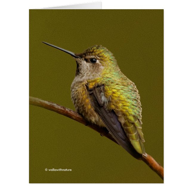 Le colibri d'Anna sur la Trumpetvine écarlate (Devant)