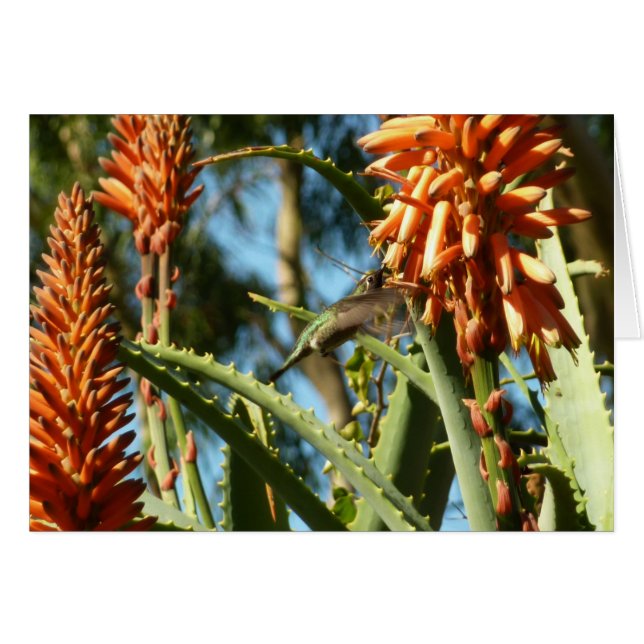 Le colibri de Chine noire en vol (Devant horizontal)