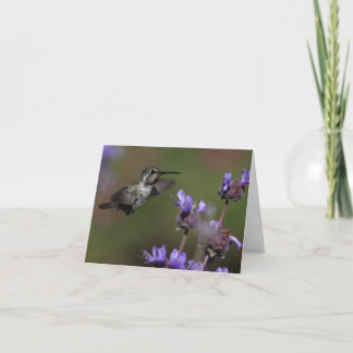 Le colibri de la côte - Joe Sweeney - carte