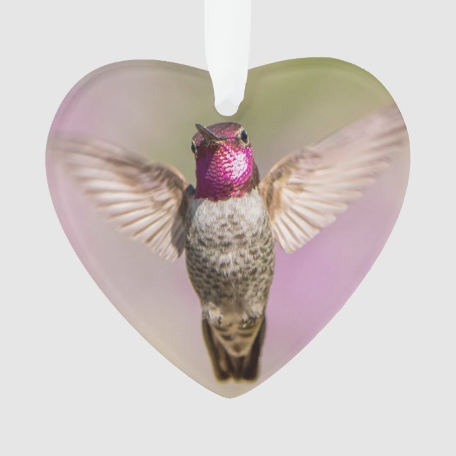 Le Colibri rose vole grand ouvert, vous regardant (devant)