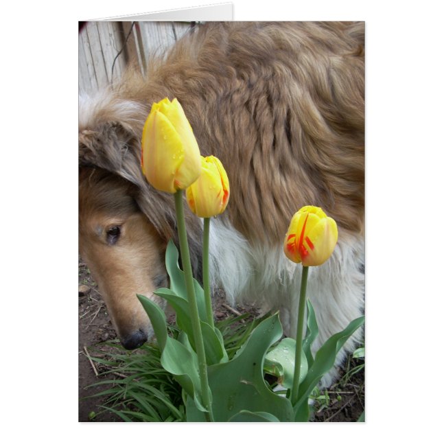 Le Collie et les Tulipes (Devant)