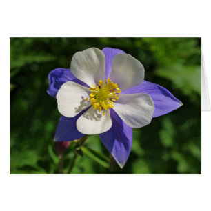 Le Colorado Columbine