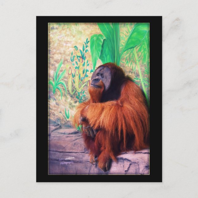 Le Contemplater - Carte postale (Devant)