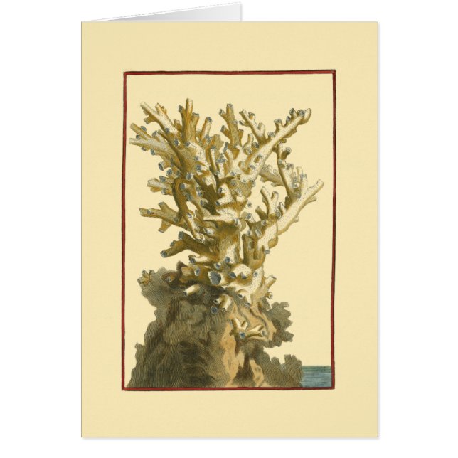 Le corail de la mer (Devant)