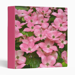 Le cornouiller rose de kousa fleurit le classeur