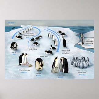 Le cycle de vie de l'Empereur Penguin Poster