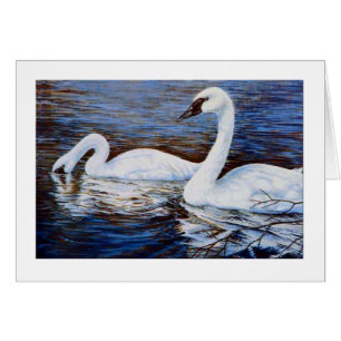 Le cygne timide