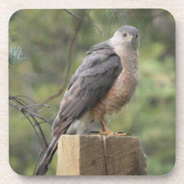 Le Dessous de verre Hawk de Cooper (Devant)