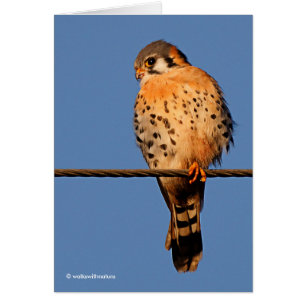 Le faucon kestrel américain sur fil