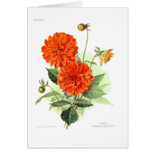 Le feu orange King de dahlia '