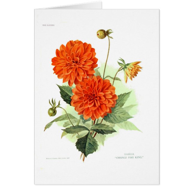 Le feu orange King de dahlia ' (Devant)