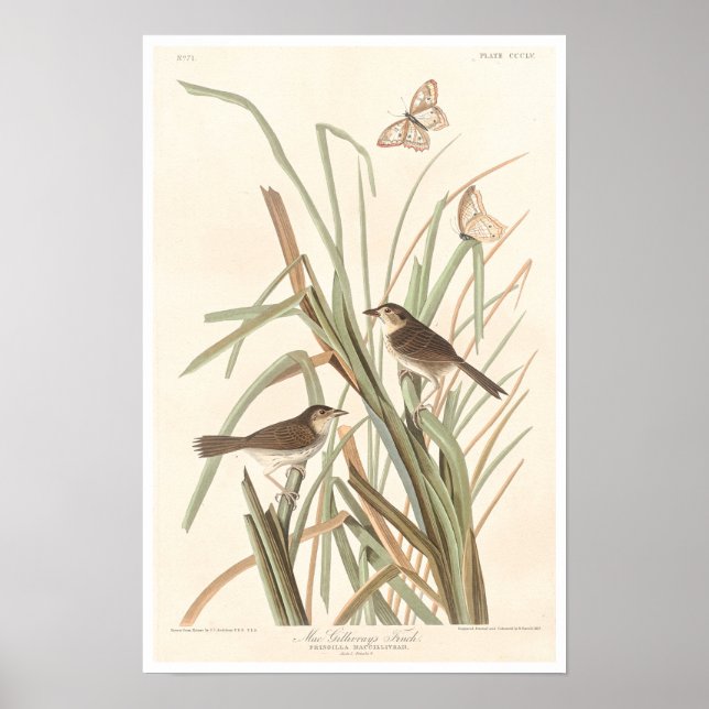 Le Finch de MacGillivray par Audubon Poster (Devant)