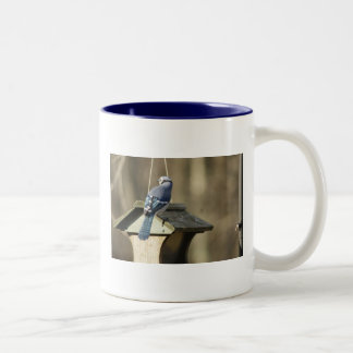 Le geai bleu fait varier le pas de la tasse