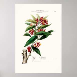 Le Giroflier Red Clove Amerique  Botanical Poster