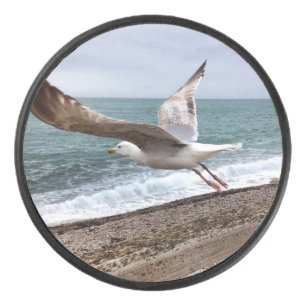 Le goëland d'Etretat français