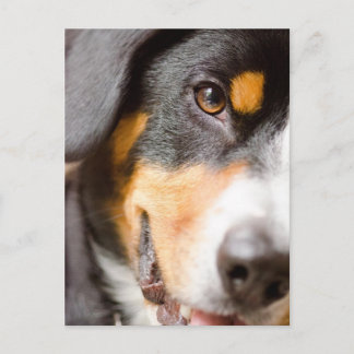 Le _I d'Entlebucher ont mes yeux sur vous ! Cartes