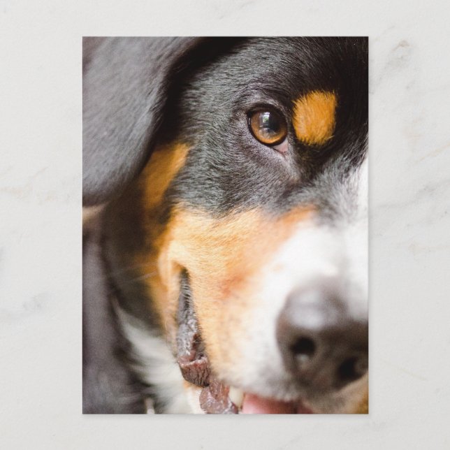 Le _I d'Entlebucher ont mes yeux sur vous ! Cartes (Devant)