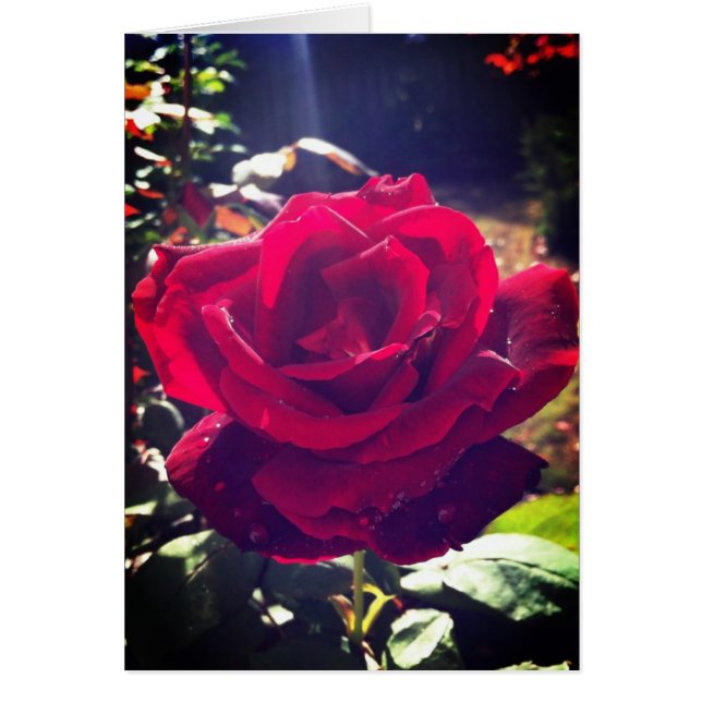 Le jardin s'est levé (Devant)