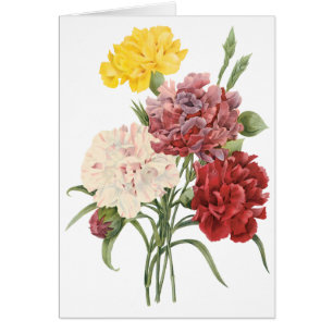 Le jardin vintage d'oeillet d'oeillets fleurit