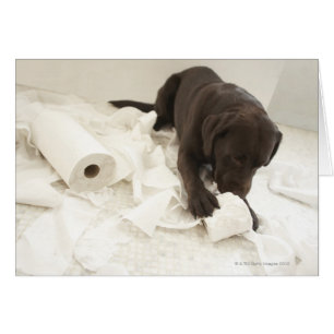 Le labrador brun chocolat.