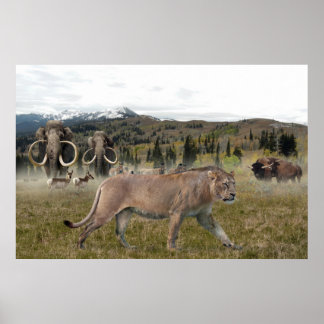 Le lion américain avec mammouths et bison, affiche
