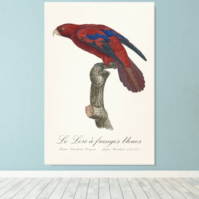 Le Lori a franges bleues  Canvas Print (Insitu(Wood Floor))