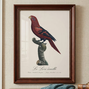 Le Lori ecaille / Blue-streaked lory  Photo Print