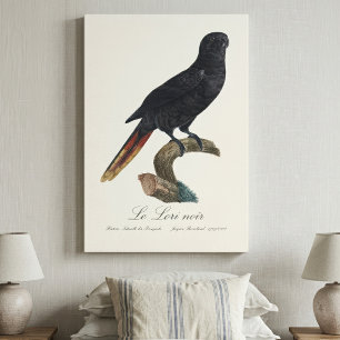 Le Lori noir / Black lory  Canvas Print
