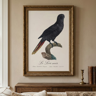 Le Lori noir / Black lory  Photo Print