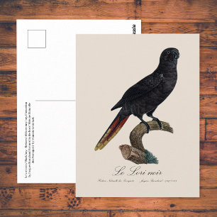 Le Lori noir / Black lory  Postcard