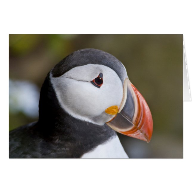 Le Macareux atlantique, un oiseau de mer pélagique (Devant horizontal)