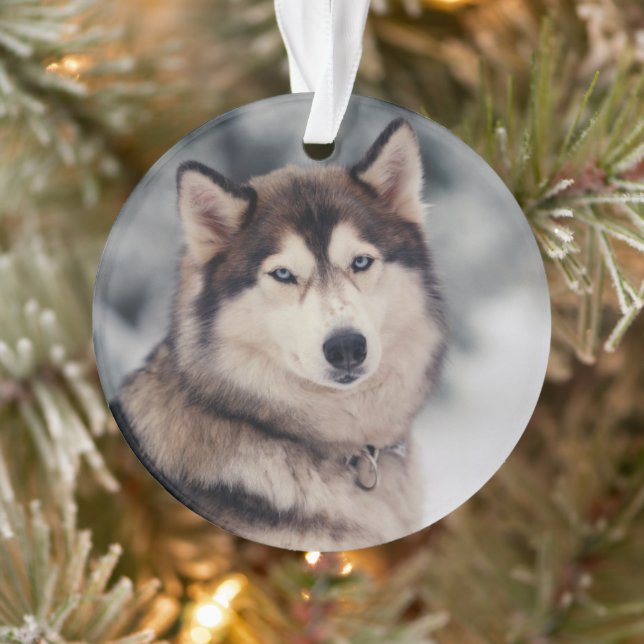 Le magnifique Husky en plein air (Arbre)
