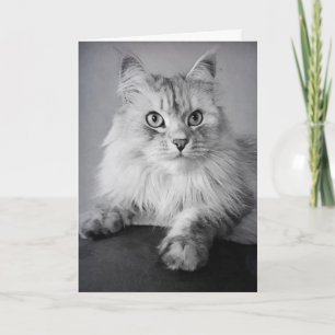 Le Meow Birthday Wishes Card