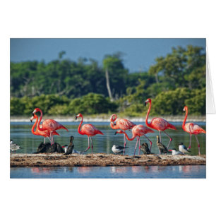 Le Mexique Rio Lagartos