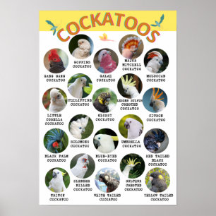 Le Monde des Cockatoos - Poster imprimable - B2 et