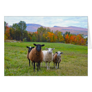 Le mouton du Vermont en automne