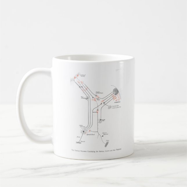 Le neurone cérébral synapse la Mug anatomique (Gauche)