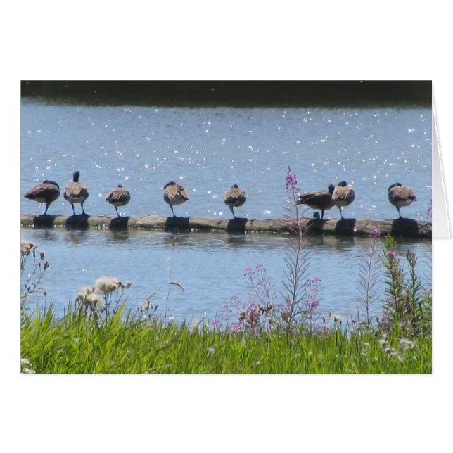 Le nombre de canards sur un carnet (Devant horizontal)
