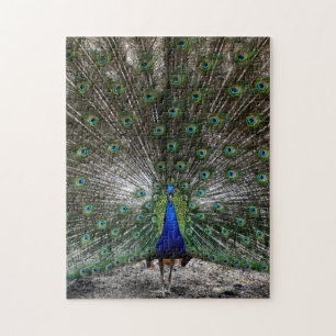 Le paon difficile de cadeaux de puzzles fait