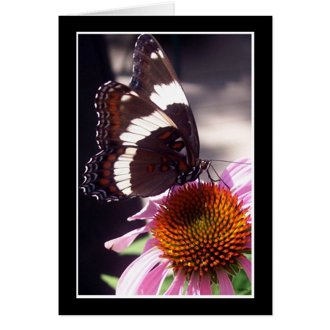 Le papillon (Devant)