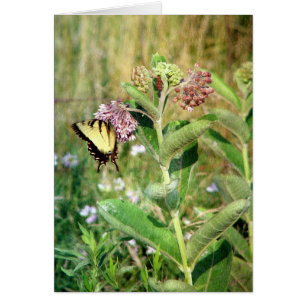 Le papillon et l'algue