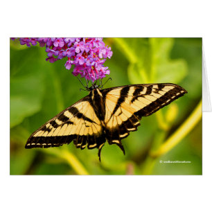 Le papillon Swallowtail sur le papillon Bush