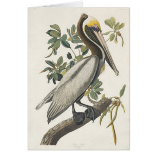 Le pélican Brown d'Audubon