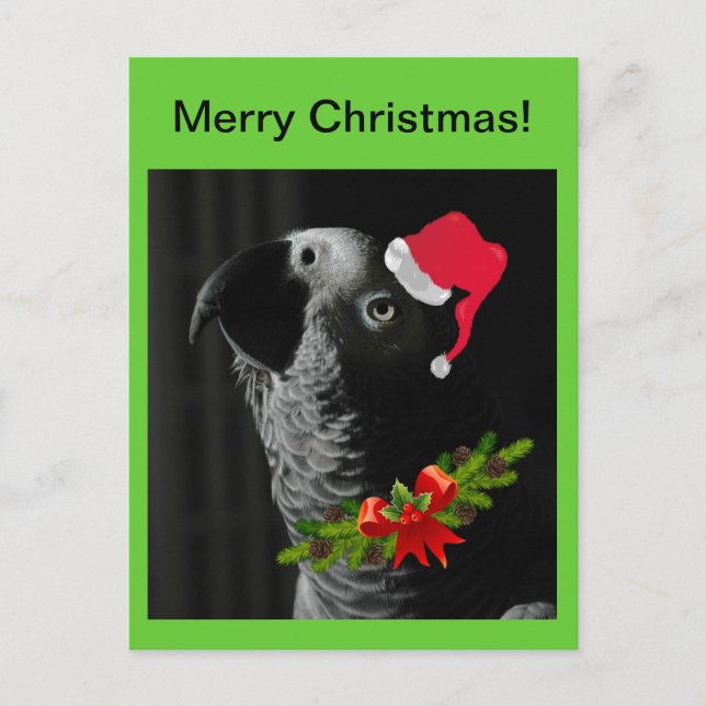 Le perroquet gris africain Joyeux Noël ! Carte pos (Devant)